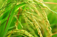 糧食重金屬檢測儀多少錢(qián)一臺？